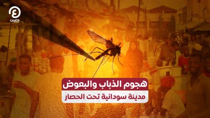 هجوم الذباب والبعوض مدينة سودانية تحت الحصار