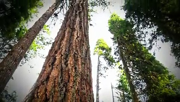 Twilight in Forks: The Saga of the Real Town Bande-annonce (EN)