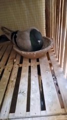 لو لسه مش عارف البيض بيفقس بعد كام يوم ؟ اتفرج على الفيديو