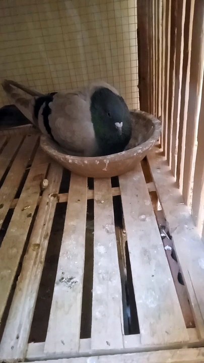 لو لسه مش عارف البيض بيفقس بعد كام يوم ؟ اتفرج على الفيديو