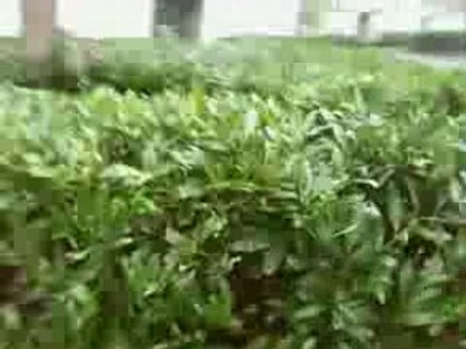 mange du buisson 2
