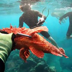 Spearfishing Hawaii for Poisonous Fish!