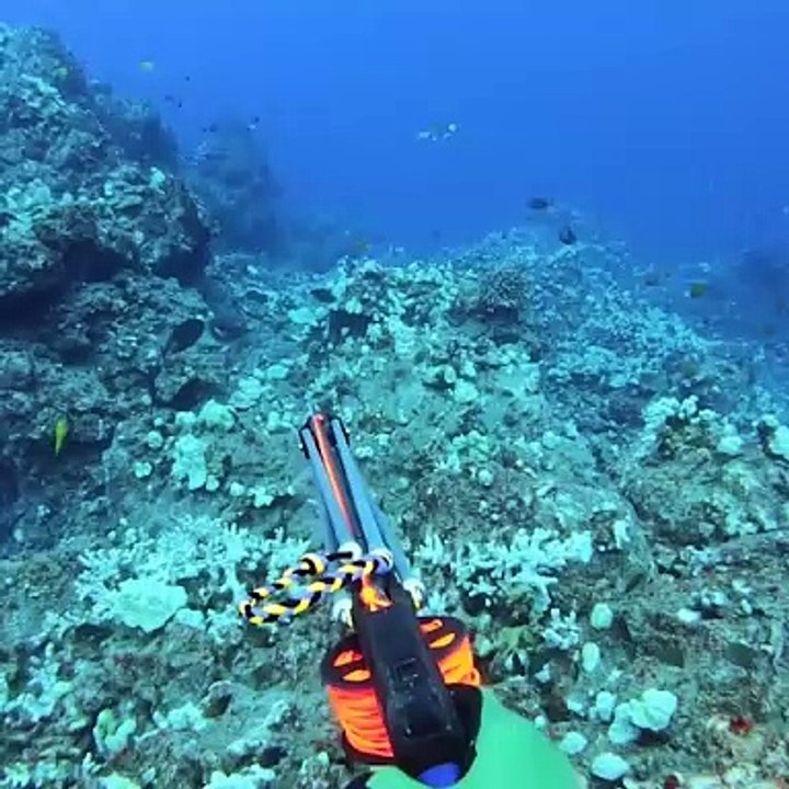 What Spearfishing is really like!
