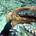 Strange Ways To Catch Octopus