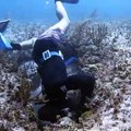 Amazing Spearfishing of GIANT LOBSTER and FISH in Bahamas