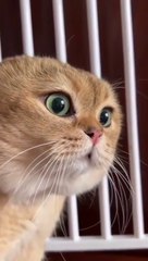 "Feline Funnies Fiesta"**