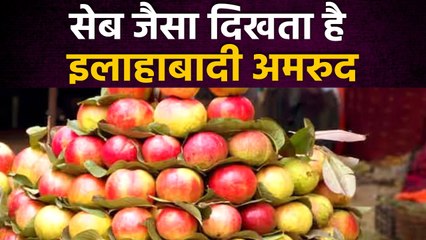 Allahabadi Amrud आखिर क्यों है इतना खास, जानिए इतिहास | वनइंडिया प्लस #Shorts