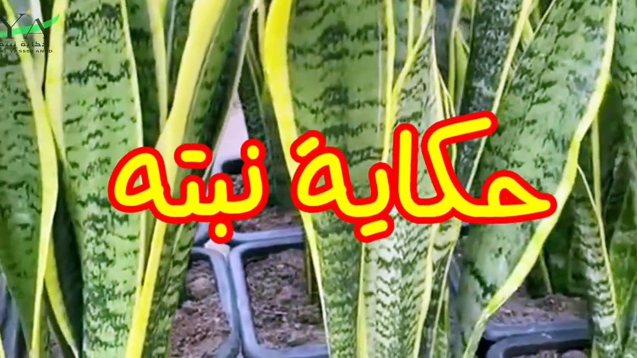 ٤نباتات يجب انها تكون في البيت __4plants must be at home