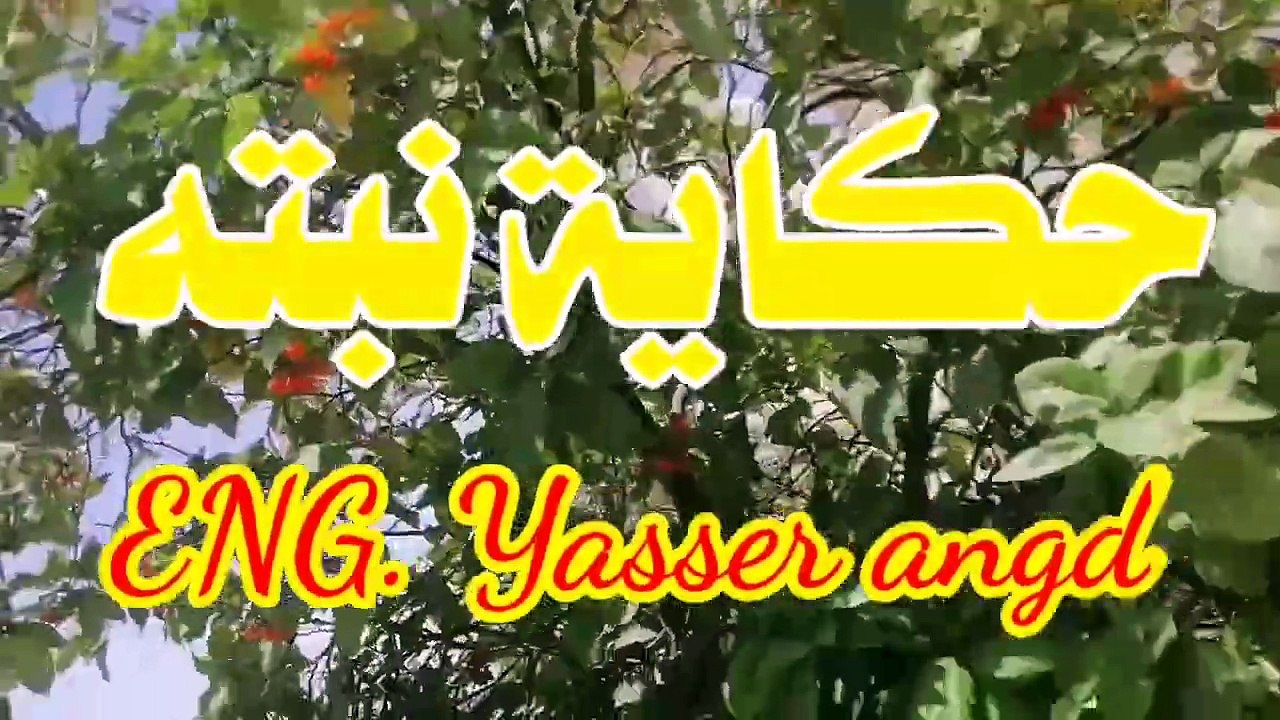 شجرة الكورديا __ Cordia sebestena