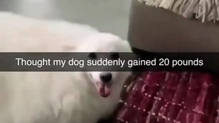Funny cat dog animal videos on Instagram Tiktok