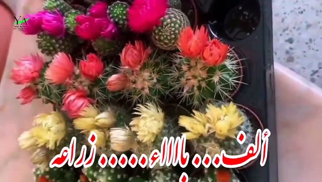 لو مبتدئ بالزراعه الفيديو ده ليك (الف باء زراعه)