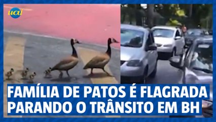 Família de patos é flagrada parando o trânsito em BH