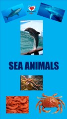 Wonders of the Deep #sea animals