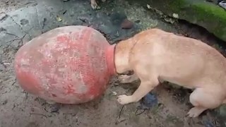 En graves apuros: perro luchó por sacar su cabeza de una vasija