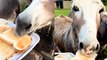 Donkeys feast on TOAST