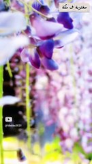 صباح الخير#صباح_الورد #صباح_الخير #story #sorts #مكة #لايك #شير #اشتراك_بالقناة #الله