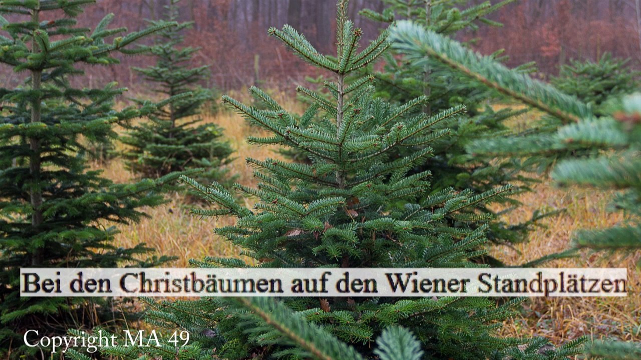 Marktamt Wien - Am 12. Dezember startet der Christbaumverkauf an 261 Marktplätzen