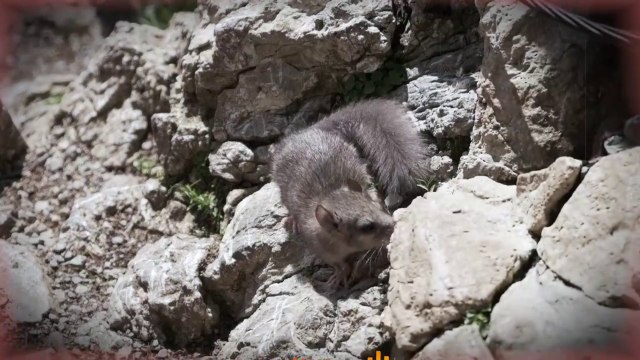 تفسير رؤية الفئران في البيت في المنام و ما معنى مطاردة الفئران في المنام؟