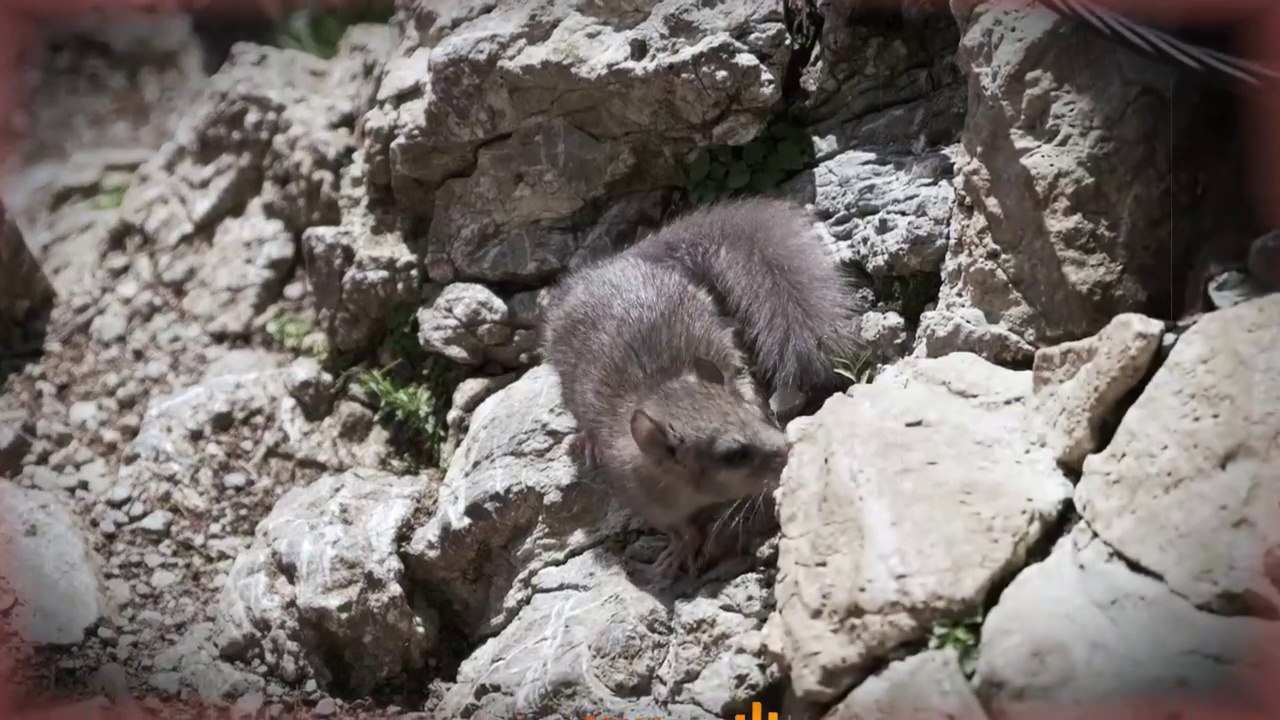 تفسير رؤية الفئران في البيت في المنام و ما معنى مطاردة الفئران في المنام؟