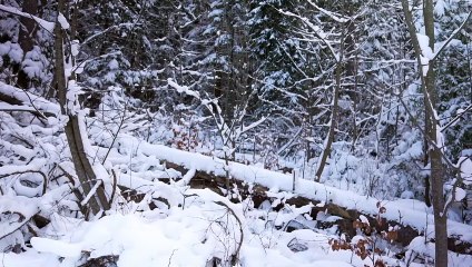 Tatry - szata lasów reglowych wraca do dawnego wyglądu