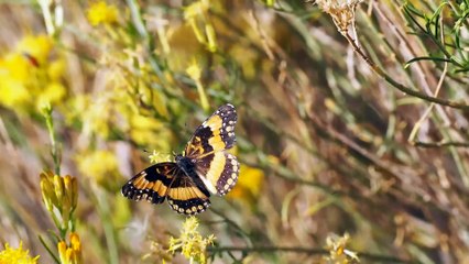 butterfly flying away from a flower