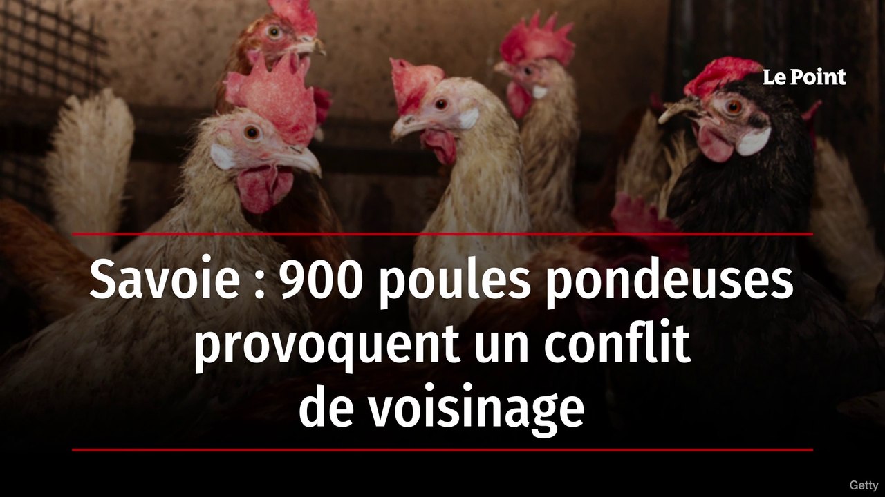Savoie : 900 poules pondeuses provoquent un conflit de voisinage