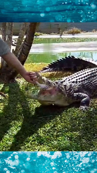 Crocodile_s_tooth_pressures_of_350,000_psi