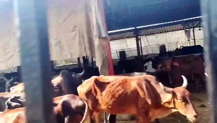 कांजी हाउस में नहीं स्थायी चिकित्सक, बुलाना पड़ता है ऑन-कॉल