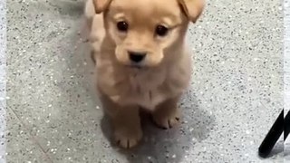 My Puppy Is Angry Today | Tiny Cuteness