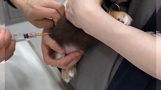 Tiny Tails and Wagging Whiskers Puppy Cuteness Overload | Tiny Cuteness