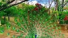قران كريم