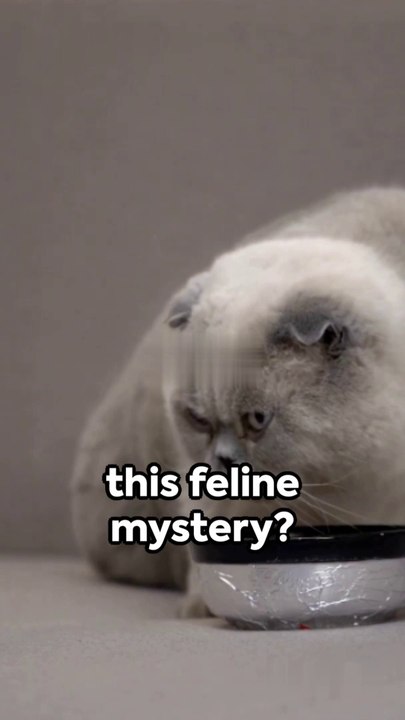 Unlocking Whisker Fatigue