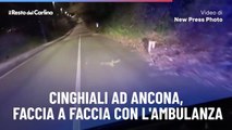 Cinghiali ad Ancona, faccia a faccia con l'ambulanza