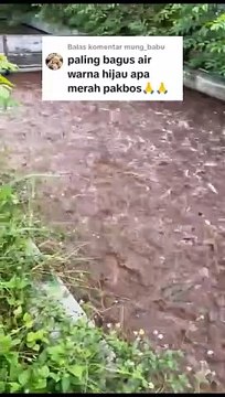 Air kolam Hijau dan air kolam merah❗Mana yang paling bagus❓