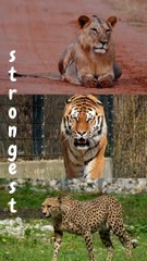Strongest Big Cat!  |  performances of  Lion  | Tiger | Leopard,