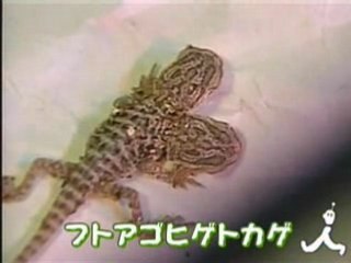 トカゲ