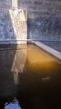 Saat musim REDUP, wajar jika sewaktu-waktu ikan lele MALAS MAKAN