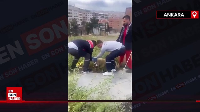 Ankara'da köpekleri toplayan belediye görevlilerine kadınlardan tepki