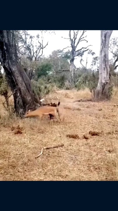 Long live the deer and the predator perished