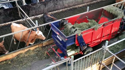 Robot is Milking a Cow And Gives Massages in Iceland