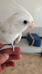 Cockatiel parrot