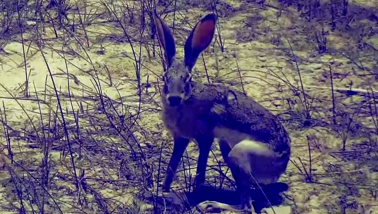 Los Conejos - Relatos De Horror