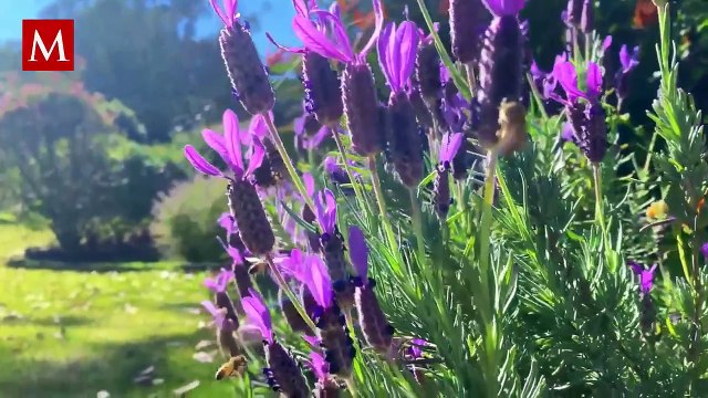 El trágico destino de las abejas macho después del coito