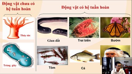 Sinh 11 - Bài 10 Tuần hoàn ở động vật