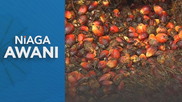 Niaga AWANI: MSM: Kontrak niaga hadapan MSM dijangka meningkat minggu ini