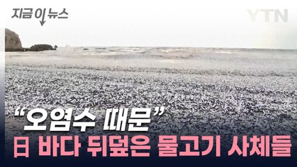 정어리 시체가 파도처럼...日 현지 주민도 "이런 광경은 처음" [지금이뉴스] / YTN
