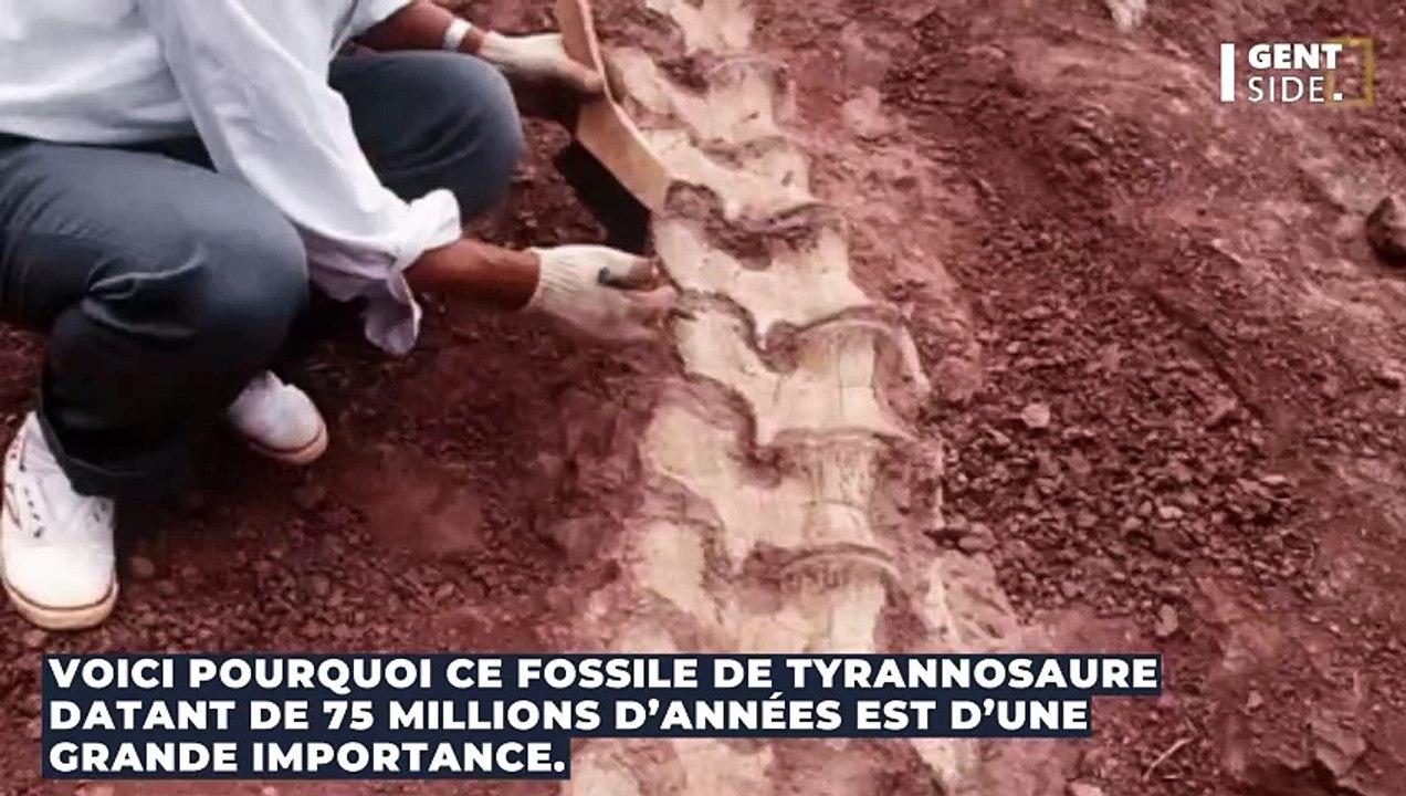 Voici pourquoi ce fossile de Tyrannosaure datant de 75 millions d’années est d’une grande importance