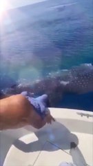 Guy Jumps Off Boat & Rides a Whale Shark!