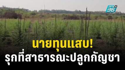 นายก อบต.เดือด! โดนนายทุนเข้ารุกที่สาธารณะปลูกกัญชา | เที่ยงทันข่าว | 11 ธ.ค. 66