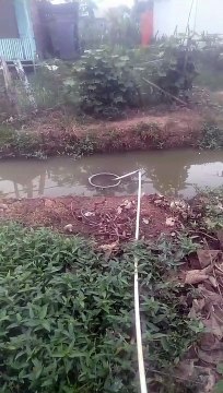 Budidaya lele segmen pembesaran dikolam jaring memang simple dan menguntungkan